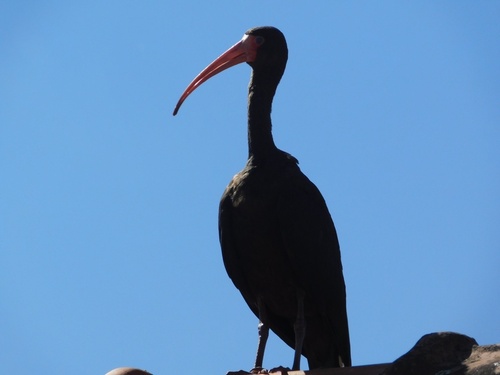 Bare-faced Ibis