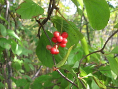 Schisandra chinensis