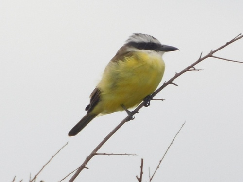 Great Kiskadee