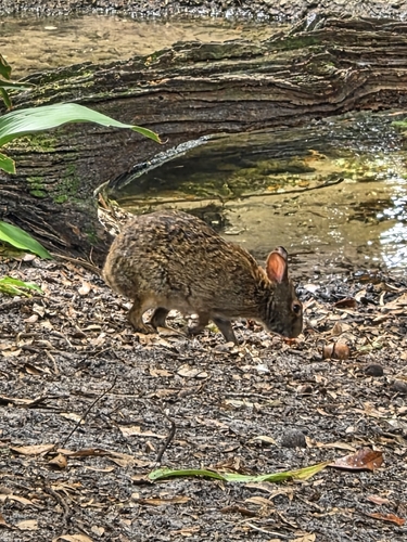 Marsh Rabbit observed by ladymothra