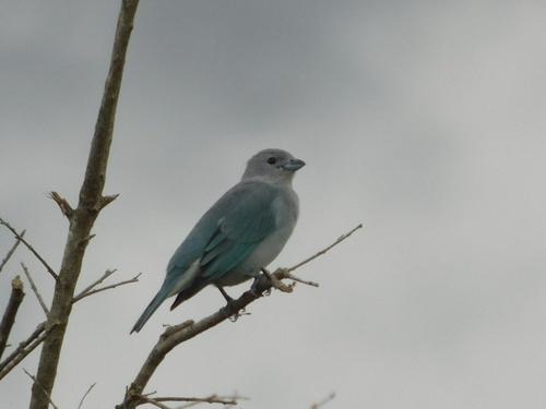 Sayaca Tanager