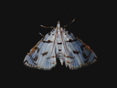 Neurophyseta