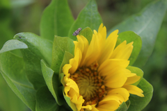 Wyethia