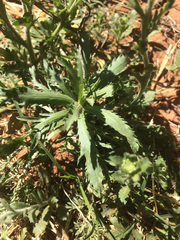 Xanthisma texanum drummondii
