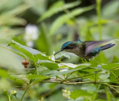 Blue-Headed Hummingbird photo 3