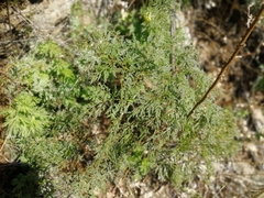 Ferula songarica