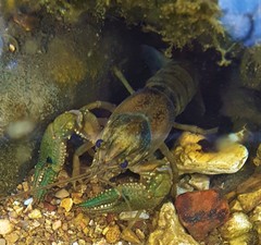 Faxonius punctimanus