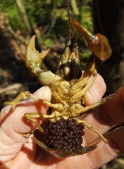 Faxonius punctimanus