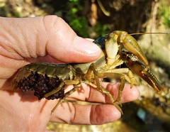 Faxonius punctimanus