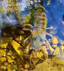 Faxonius punctimanus