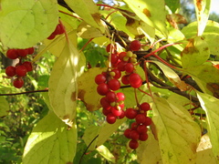 Schisandra chinensis