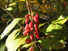 Berberis amurensis