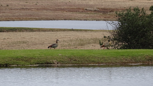 Egyptian Goose