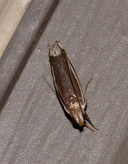 Plectophila