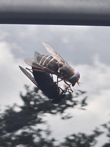 American Horse Fly photo 3