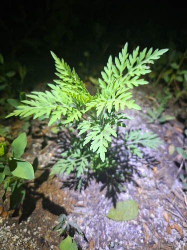 common ragweed