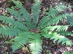 Dryopteris crassirhizoma
