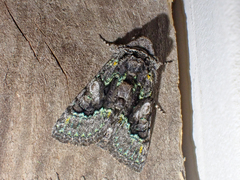 Behrensia conchiformis