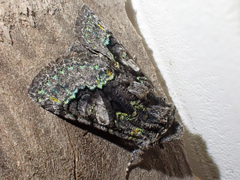 Behrensia conchiformis