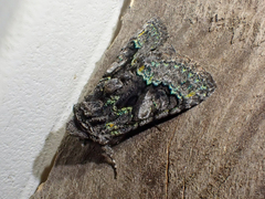 Behrensia conchiformis