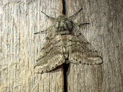 Lycia ursaria