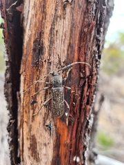 Phacodes