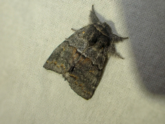 Gluphisia severa