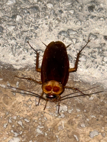 American Cockroach