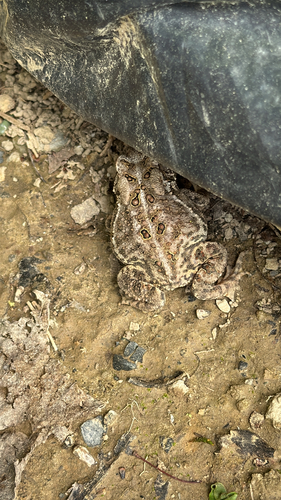 American Toad