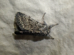 Pleromelloida conserta