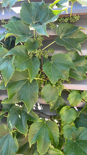 Japanese creeper