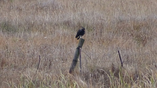 Long-crested Eagle