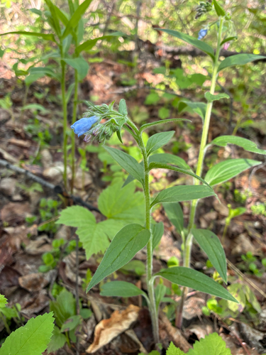 Tall Bluebell