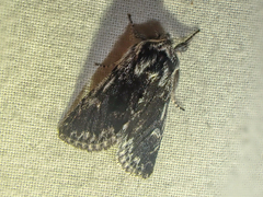 Pleromelloida conserta