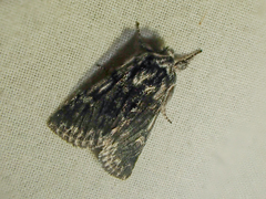 Pleromelloida conserta