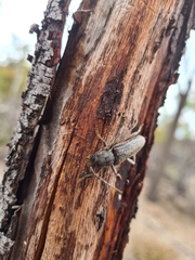 Phacodes
