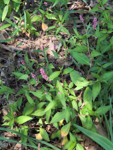low smartweed