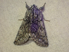 Pleromelloida conserta