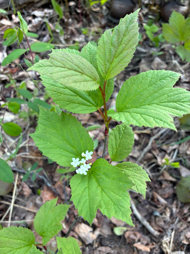 squashberry