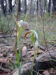 Pterostylis grandiflora