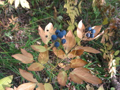 Caulophyllum robustum