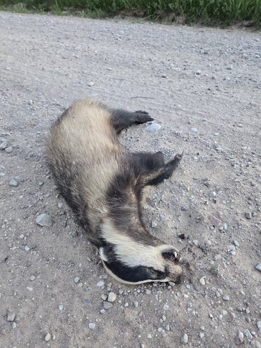 European Badger