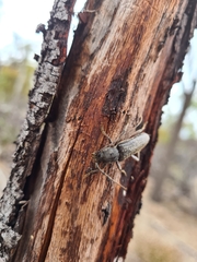 Phacodes