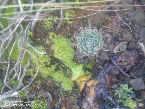 Haworthia decipiens