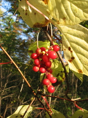 Schisandra chinensis