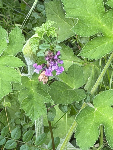 Bush Vetch