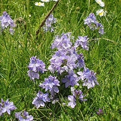 (c) Louisa Jones, some rights reserved (CC BY) Veronica satureiifolia, photograph (c) Louisa Jones, some rights reserved (CC BY)