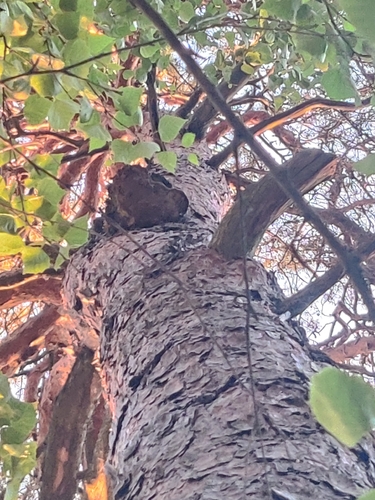 Pine Bracket