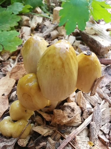 yellow fieldcap