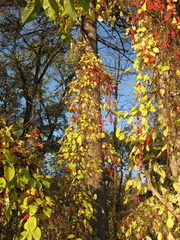 Schisandra chinensis
